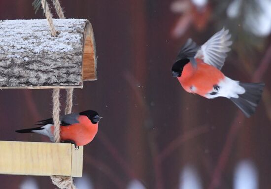 Кормление птиц зимой в Подмосковье