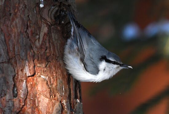 Кормление птиц зимой в Подмосковье