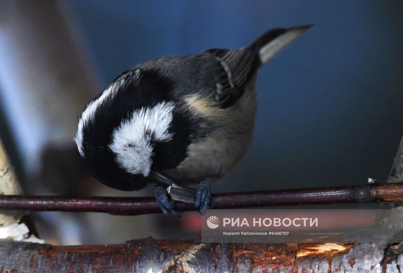 Кормление птиц зимой в Подмосковье