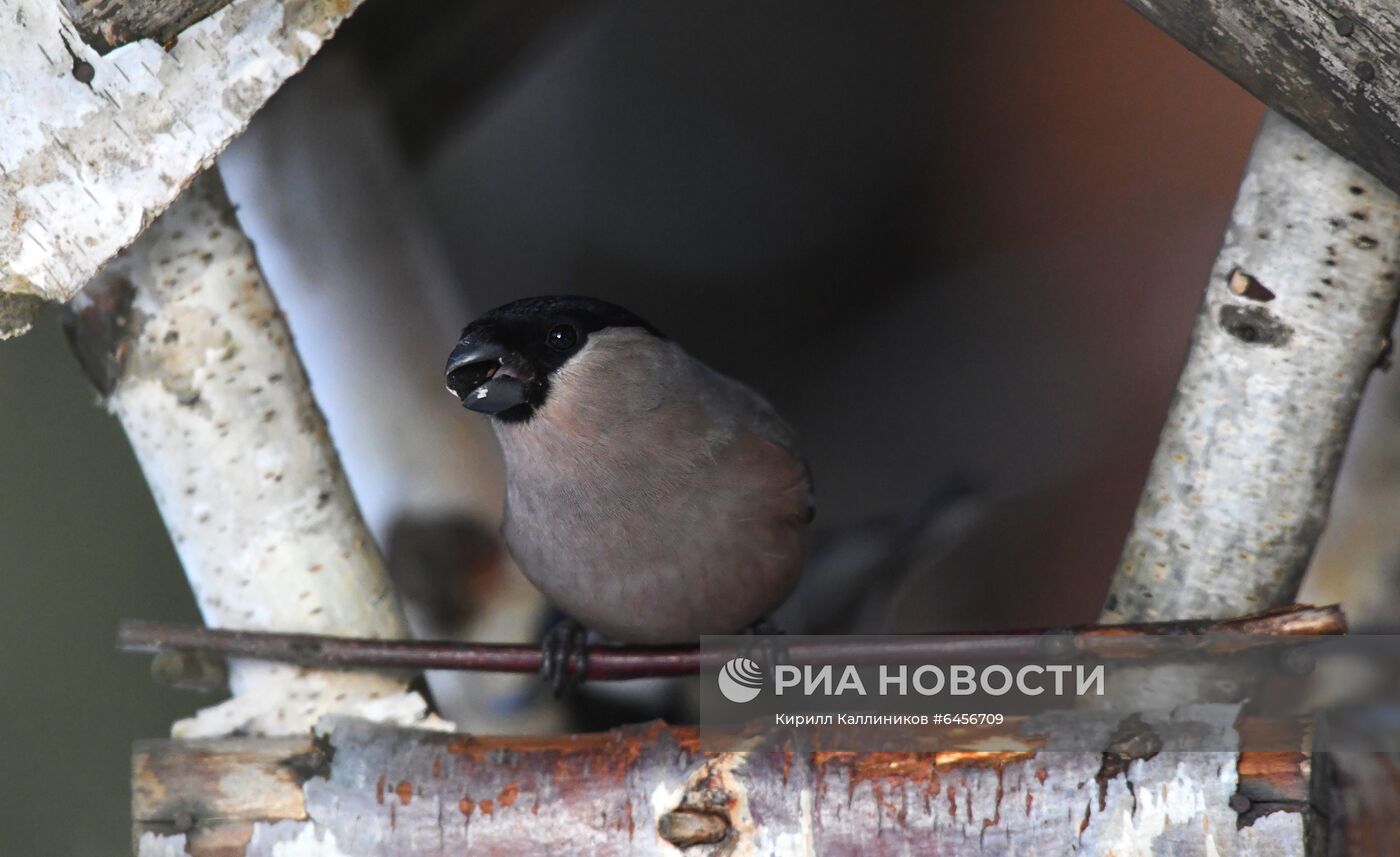 Кормление птиц зимой в Подмосковье