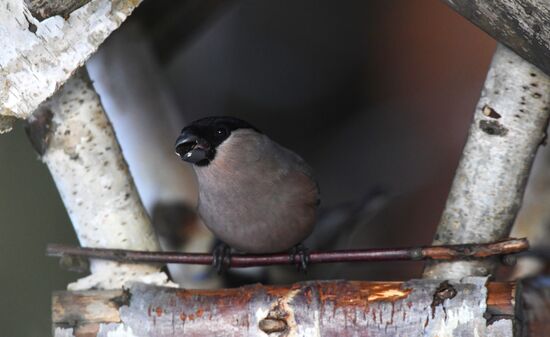 Кормление птиц зимой в Подмосковье