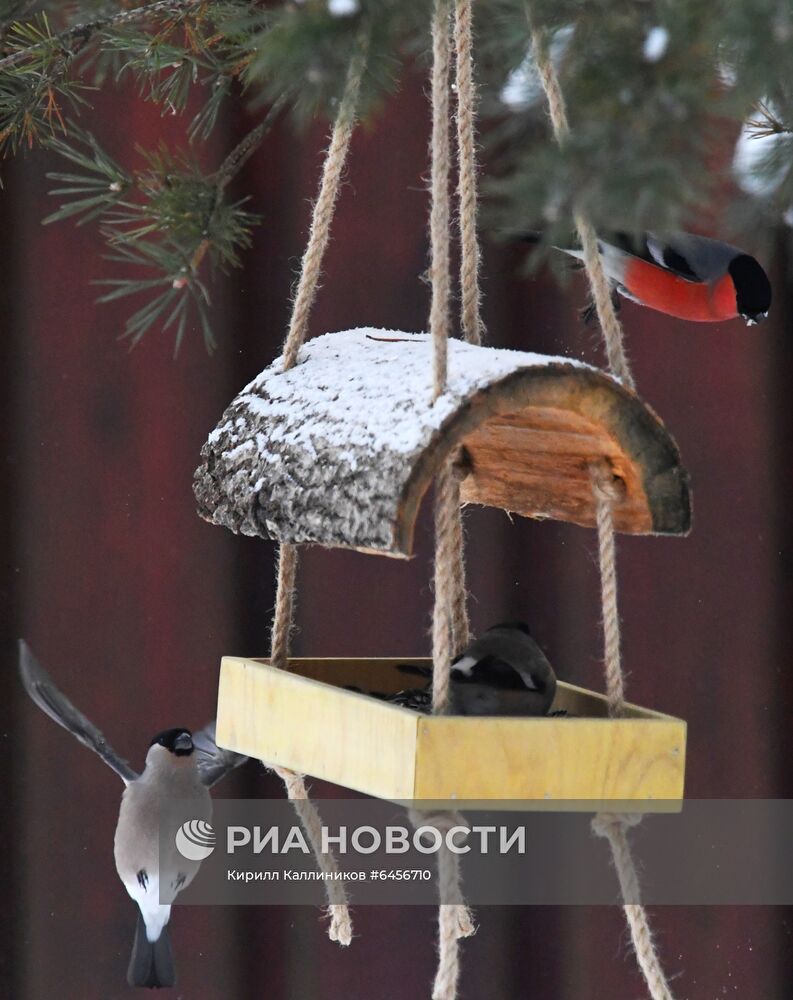 Кормление птиц зимой в Подмосковье