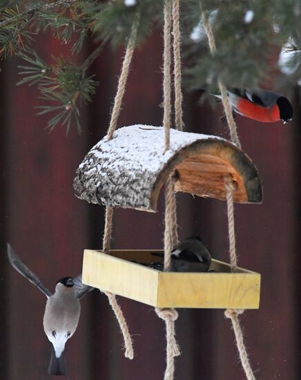 Кормление птиц зимой в Подмосковье