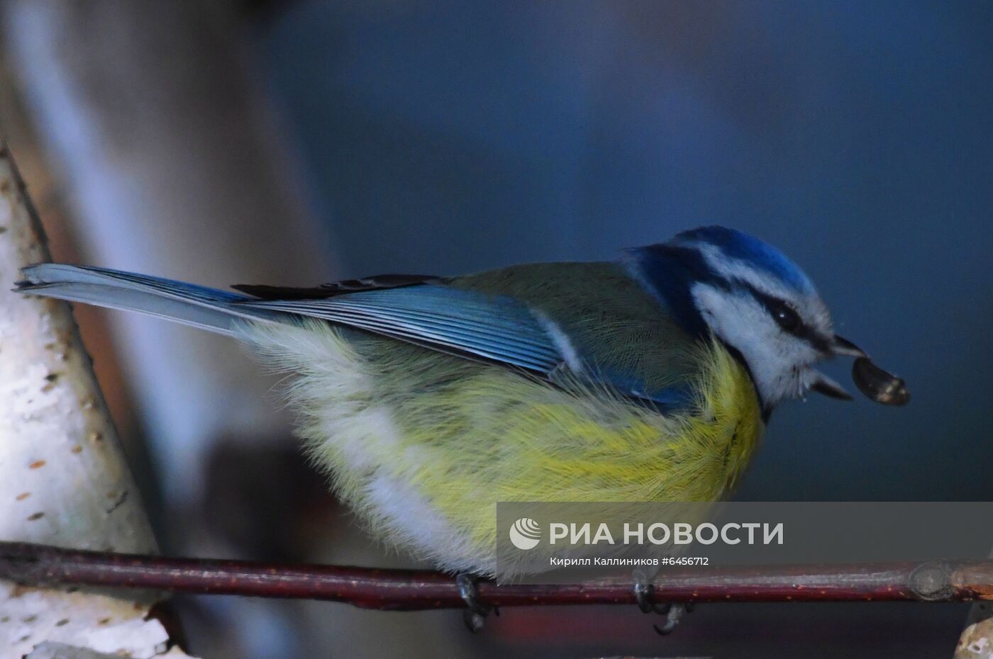 Кормление птиц зимой в Подмосковье