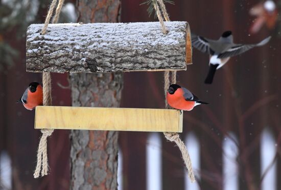 Кормление птиц зимой в Подмосковье