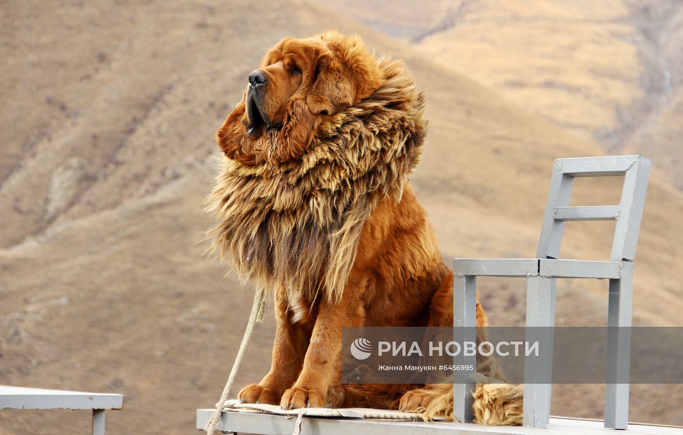 Тибет во время пандемии коронавируса