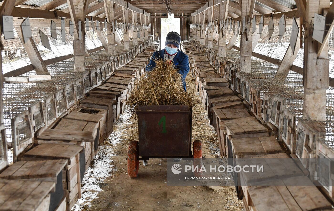 Выращивание норок на звероферме в Белоруссии