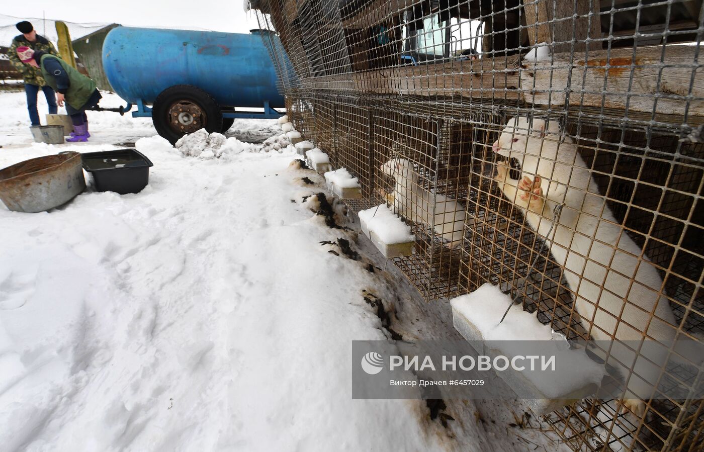 Выращивание норок на звероферме в Белоруссии | РИА Новости Медиабанк