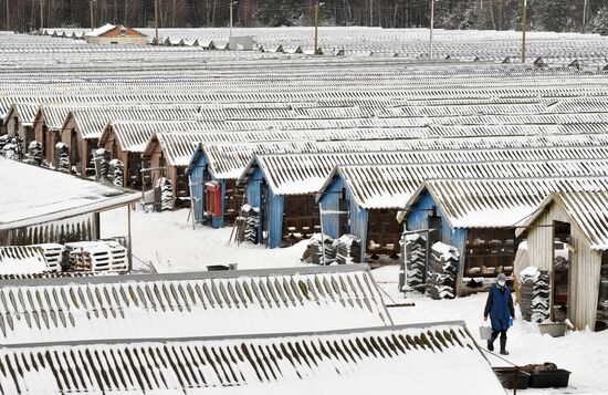 Выращивание норок на звероферме в Белоруссии