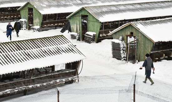 Выращивание норок на звероферме в Белоруссии