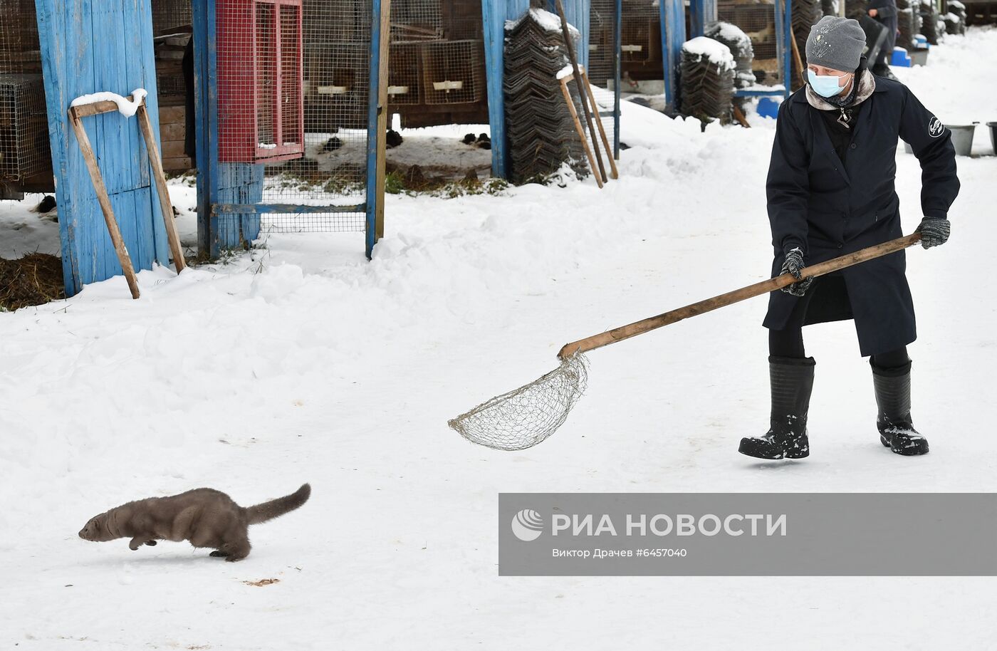 Выращивание норок на звероферме в Белоруссии