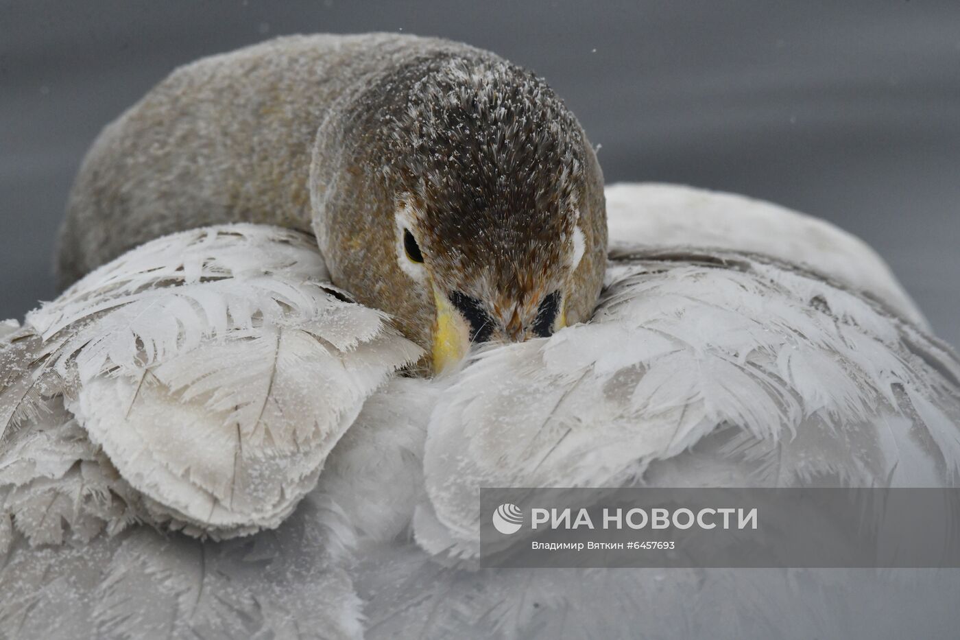 Зимовка лебедей в Алтайском крае