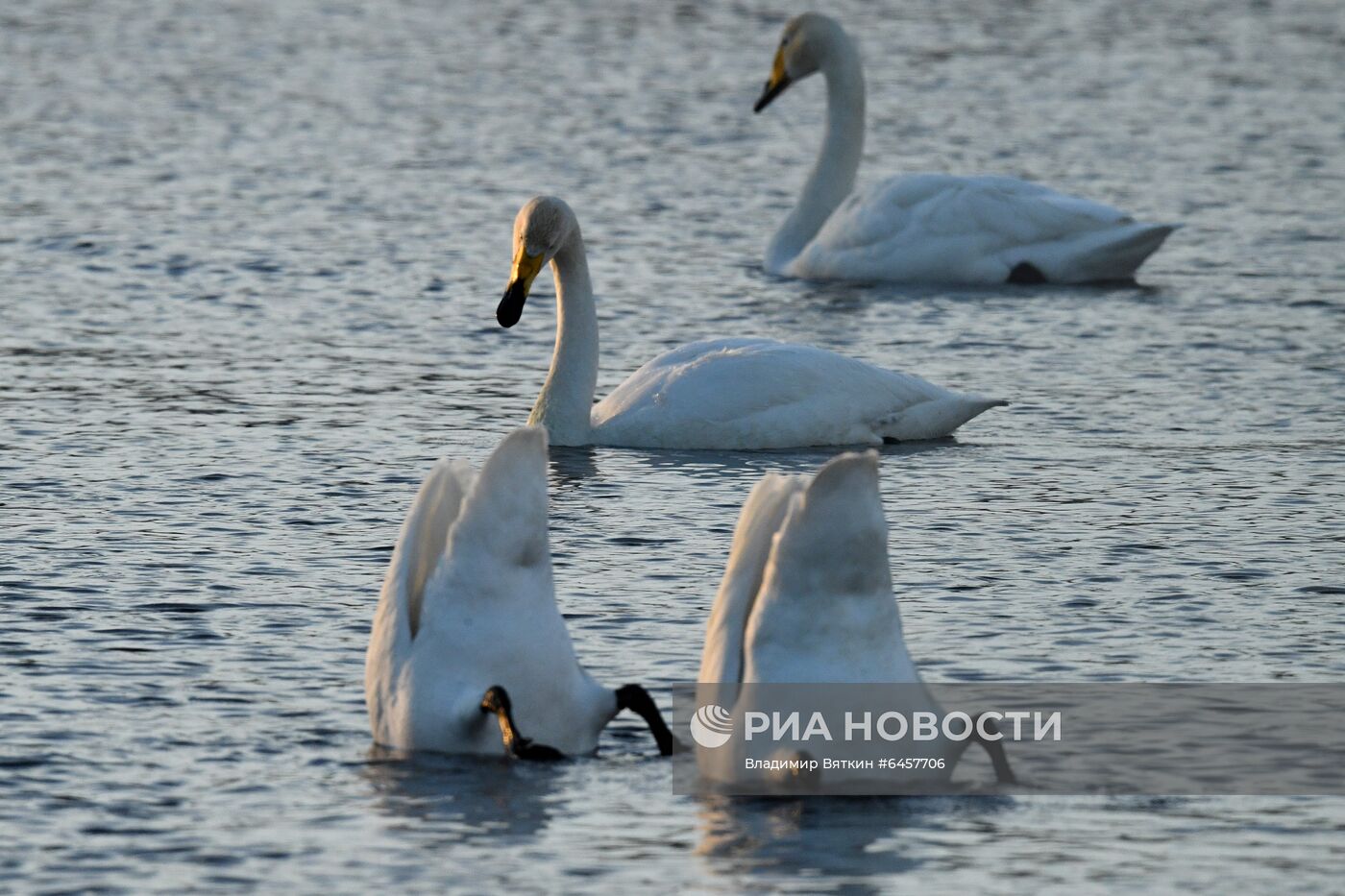 Зимовка лебедей в Алтайском крае