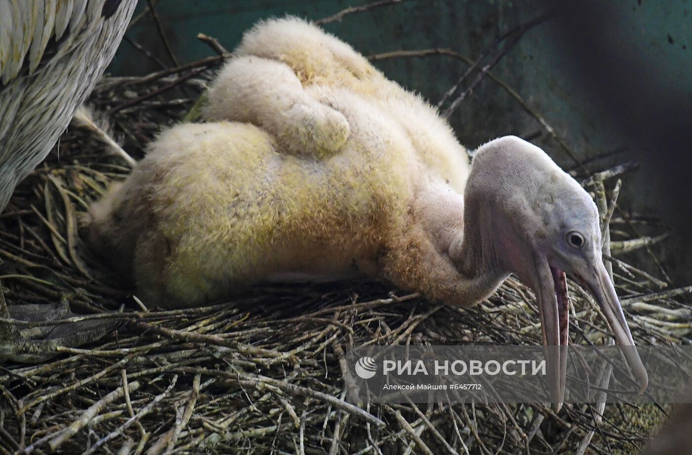 Птенец кудрявого пеликана в Московском зоопарке