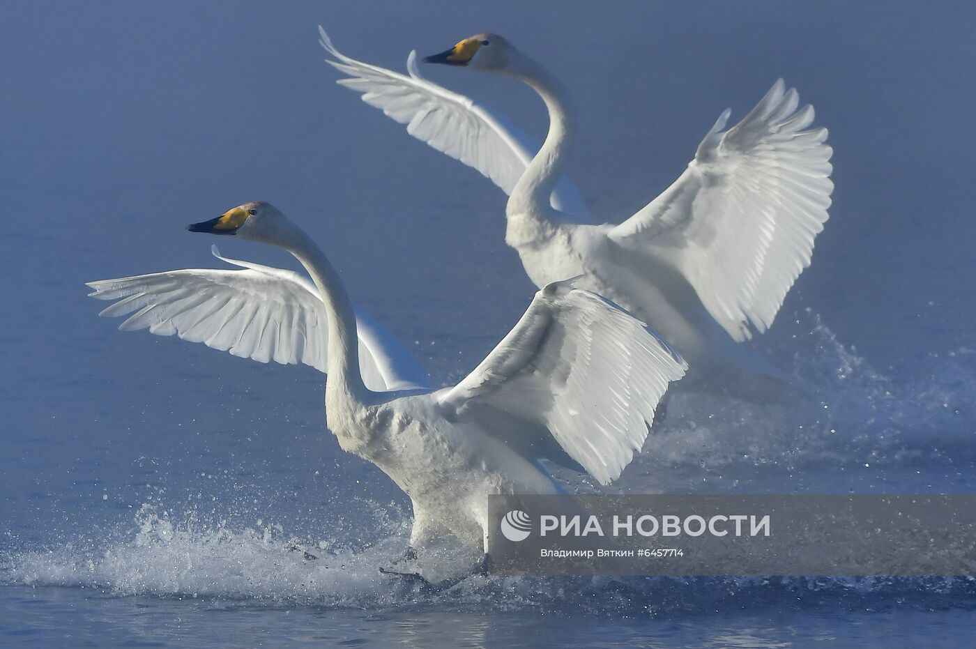 Зимовка лебедей в Алтайском крае