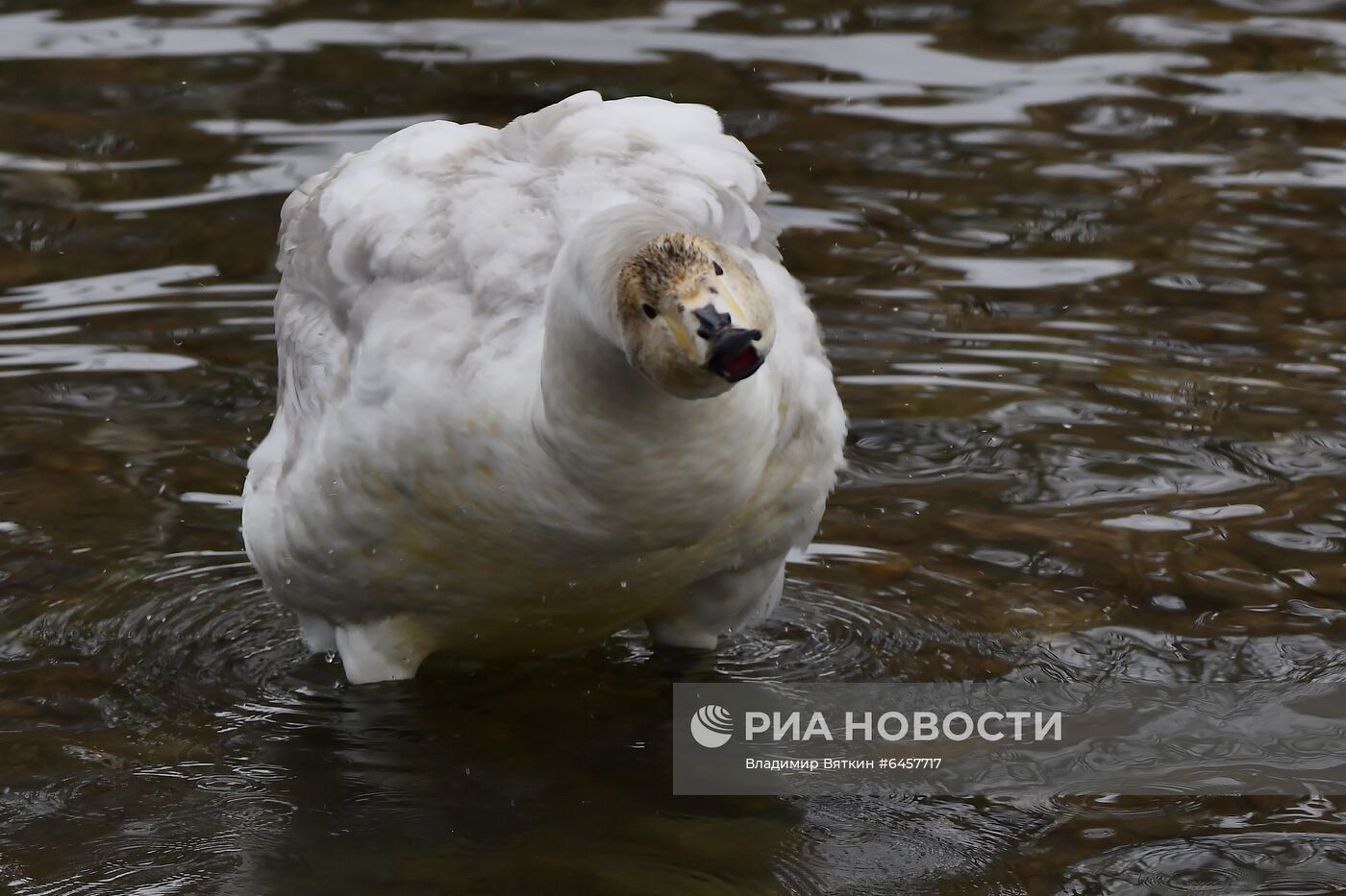 Зимовка лебедей в Алтайском крае