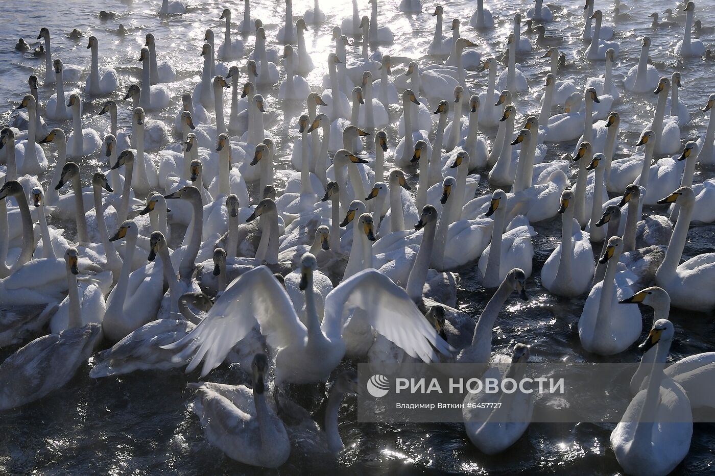 Зимовка лебедей в Алтайском крае