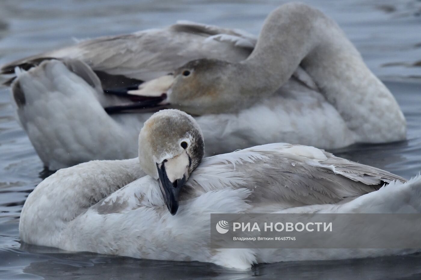 Зимовка лебедей в Алтайском крае