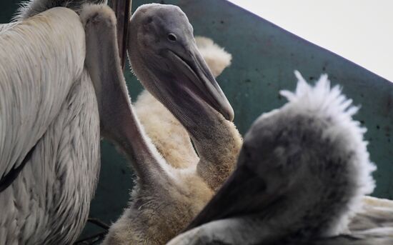 Птенец кудрявого пеликана в Московском зоопарке