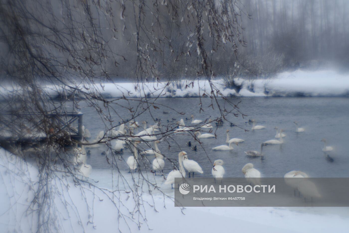 Зимовка лебедей в Алтайском крае