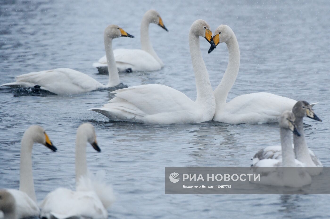 Зимовка лебедей в Алтайском крае