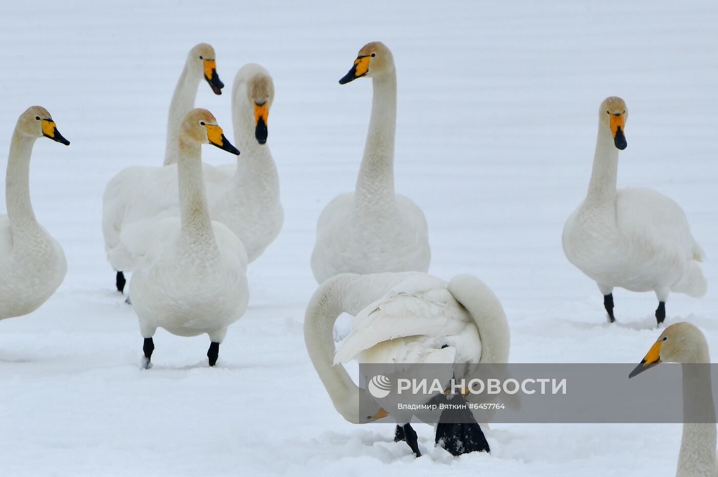 Зимовка лебедей в Алтайском крае