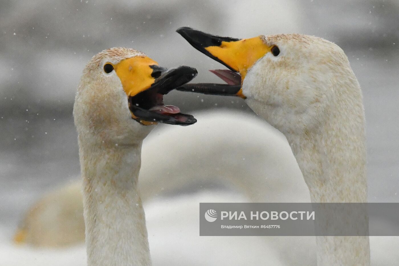 Зимовка лебедей в Алтайском крае