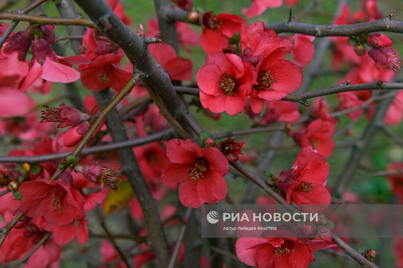 Ранняя весна в Сочи