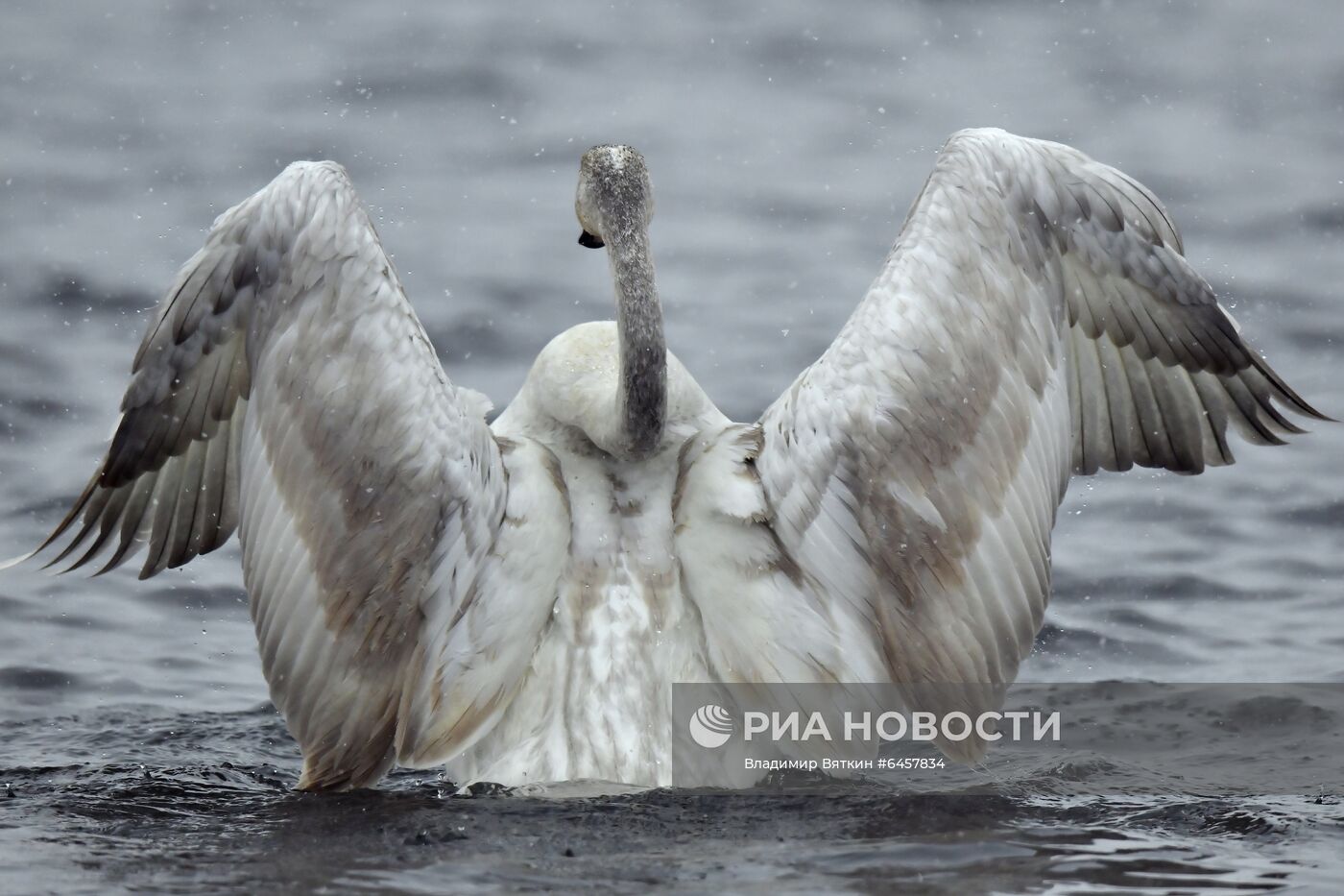 Зимовка лебедей в Алтайском крае