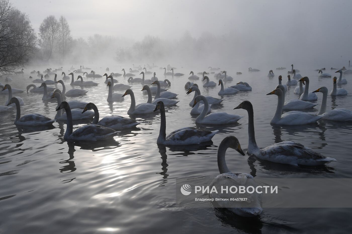 Зимовка лебедей в Алтайском крае