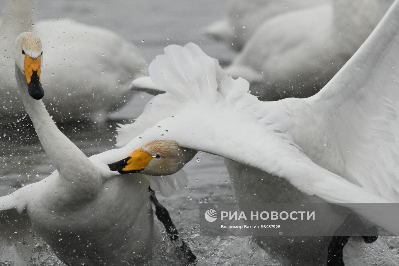 Зимовка лебедей в Алтайском крае