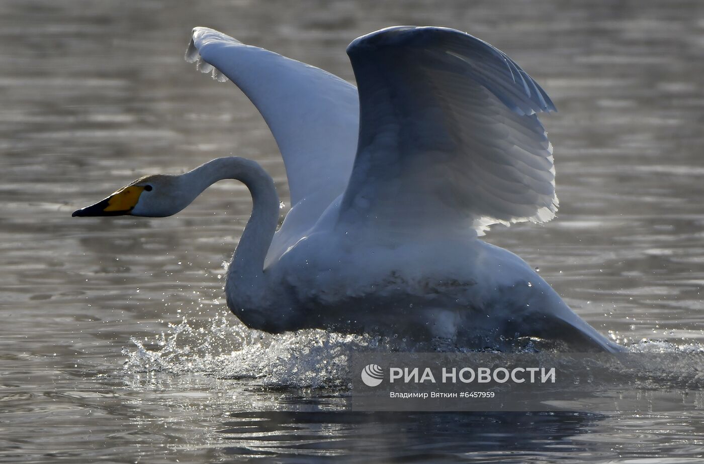 Зимовка лебедей в Алтайском крае