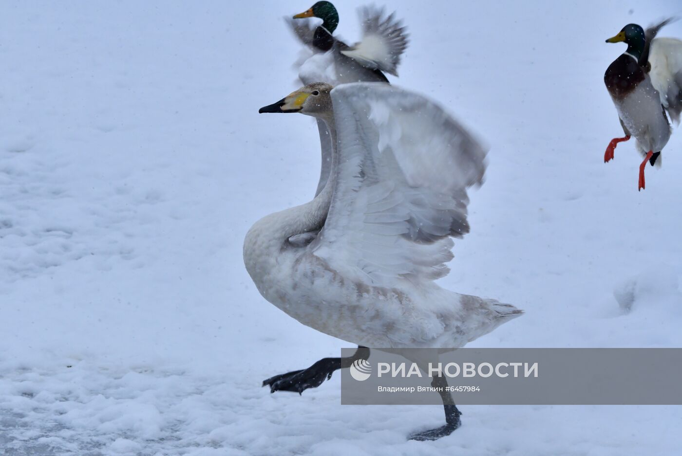 Зимовка лебедей в Алтайском крае