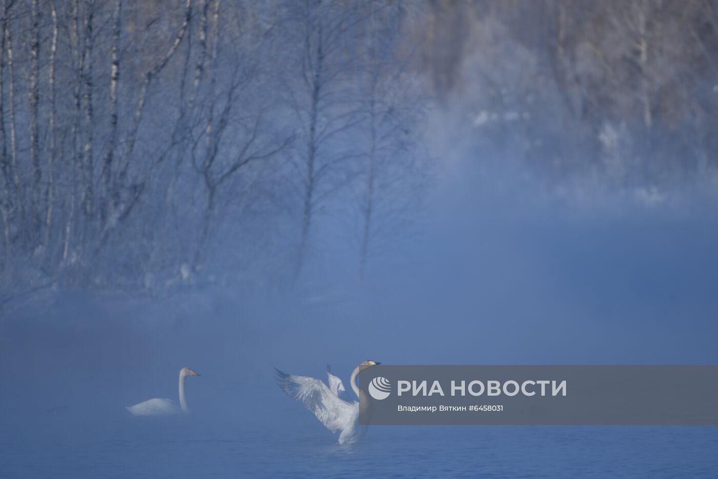 Зимовка лебедей в Алтайском крае