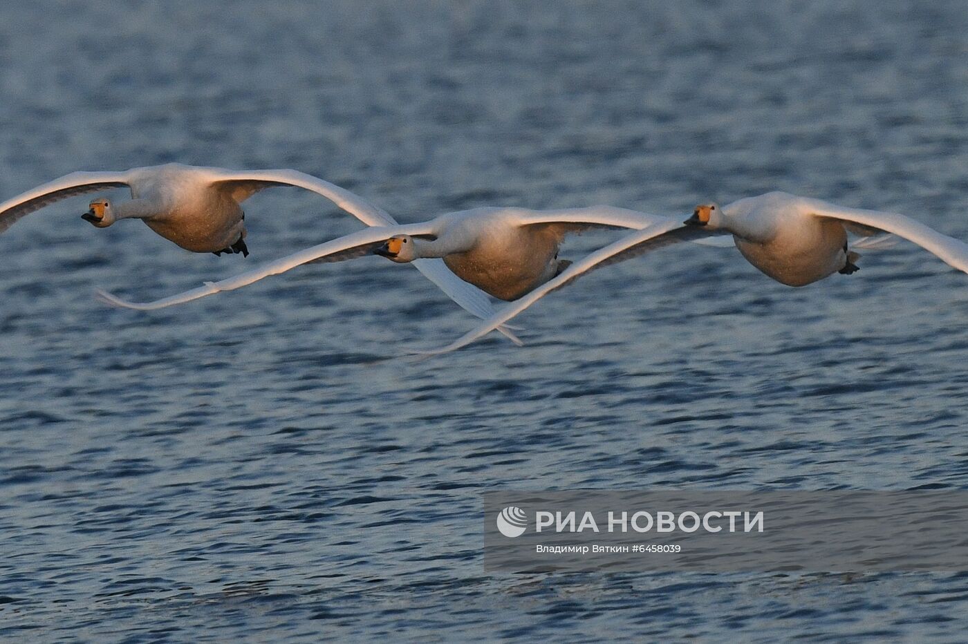 Зимовка лебедей в Алтайском крае