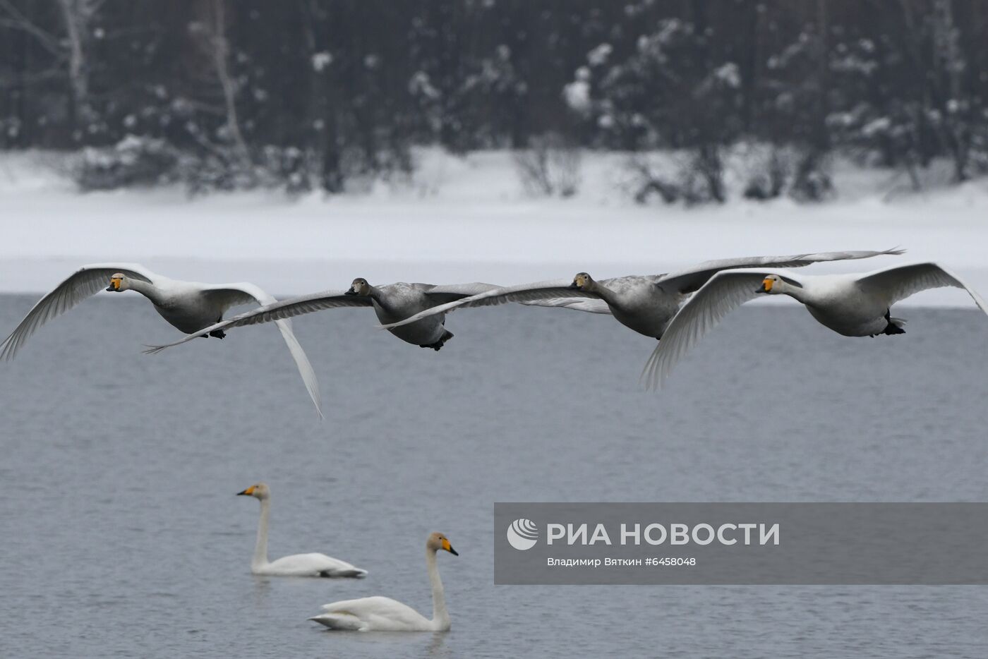 Зимовка лебедей в Алтайском крае