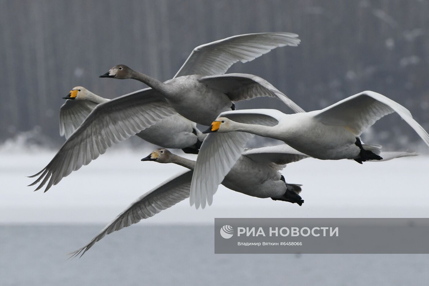 Зимовка лебедей в Алтайском крае