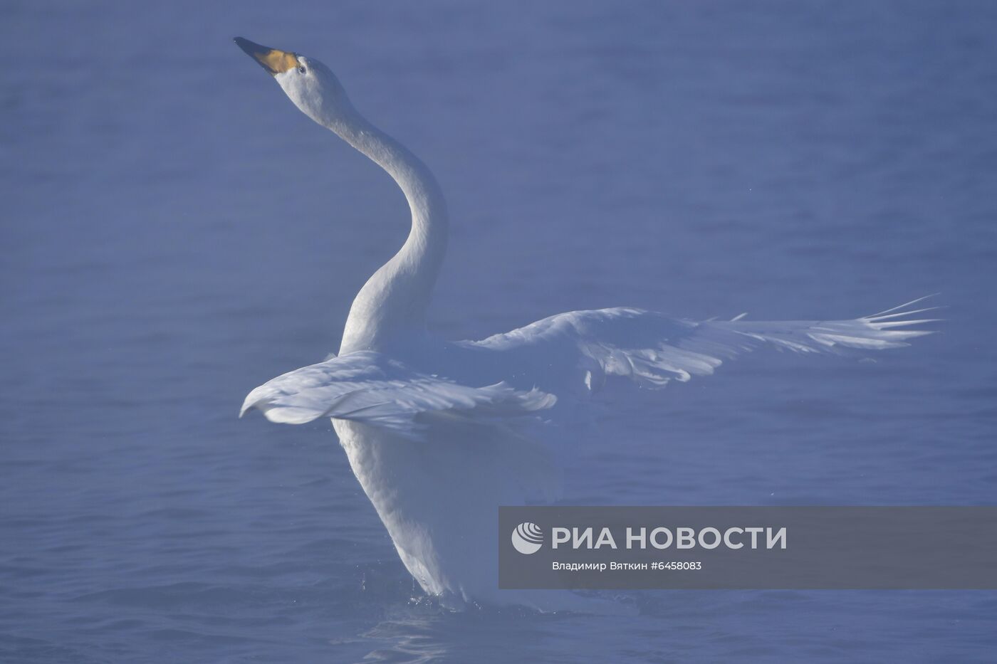 Зимовка лебедей в Алтайском крае