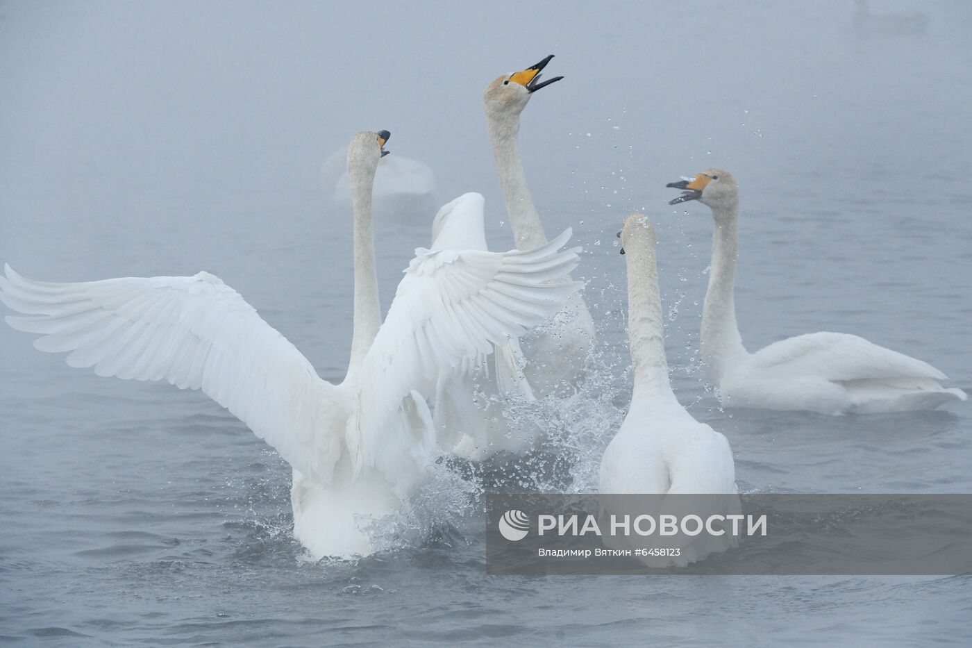 Зимовка лебедей в Алтайском крае