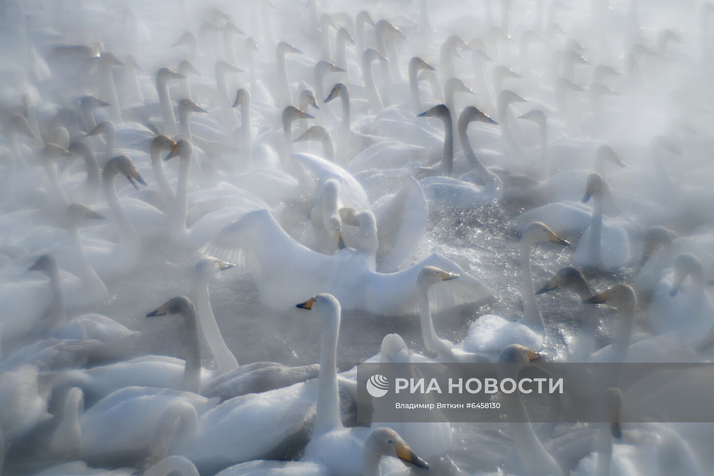 Зимовка лебедей в Алтайском крае