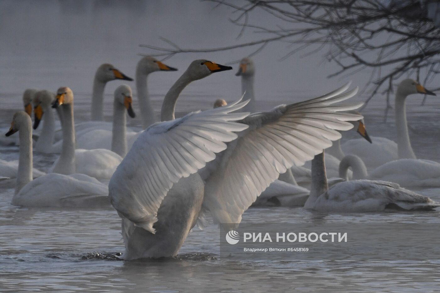 Зимовка лебедей в Алтайском крае