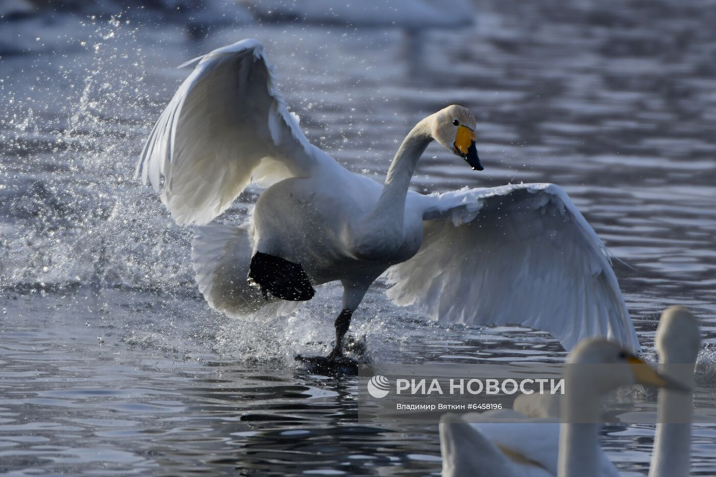 Зимовка лебедей в Алтайском крае