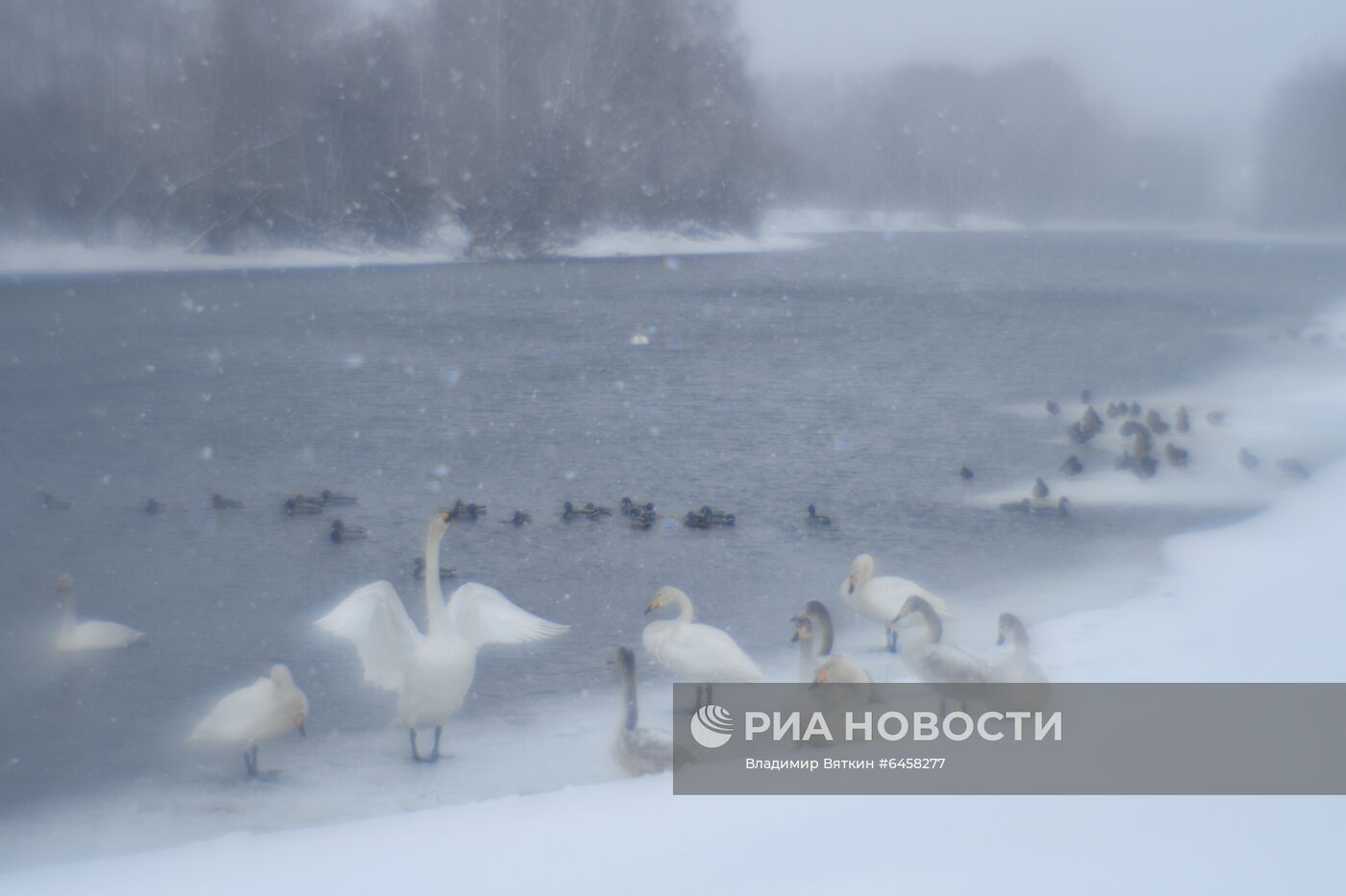 Зимовка лебедей в Алтайском крае