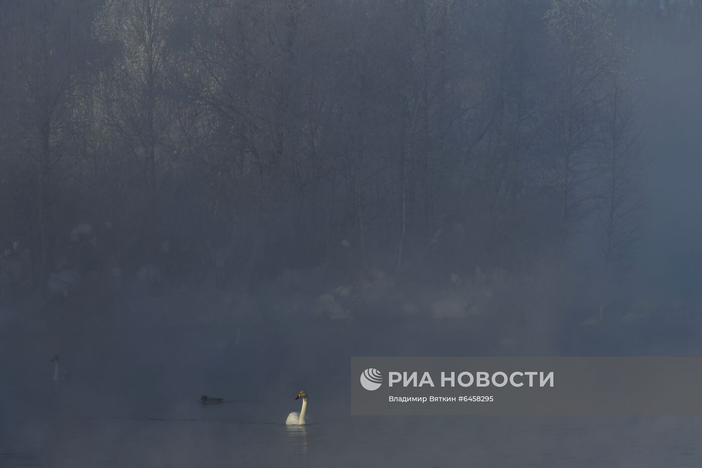 Зимовка лебедей в Алтайском крае