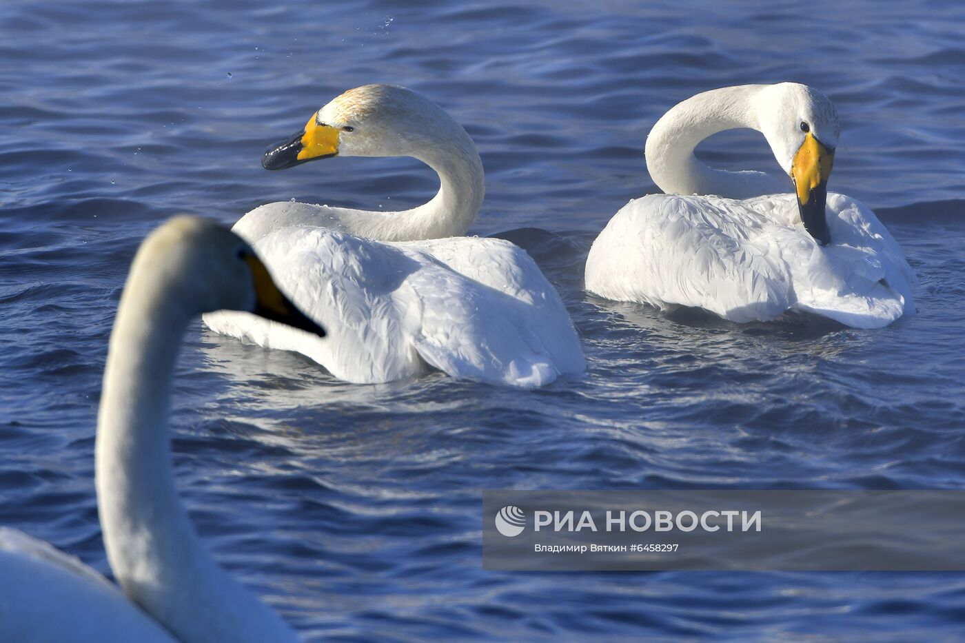 Зимовка лебедей в Алтайском крае