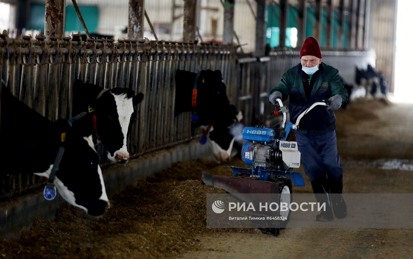 Производство молока в Краснодарском крае