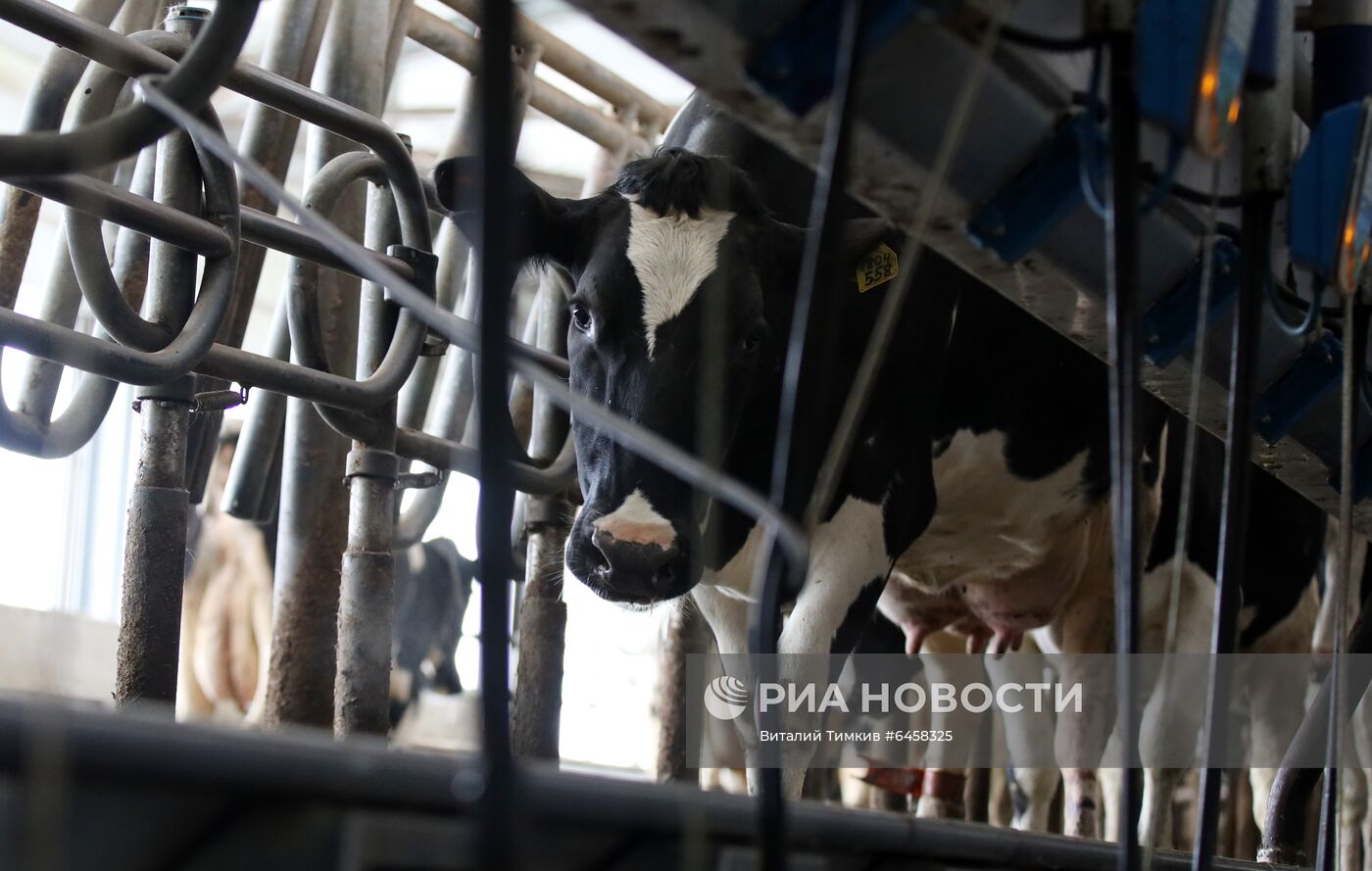 Производство молока в Краснодарском крае