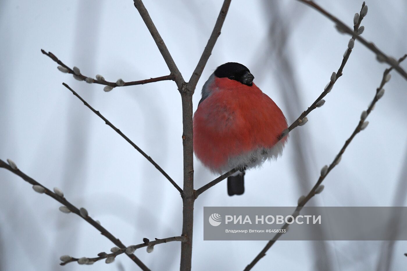 Зимовка птиц в Алтайском крае
