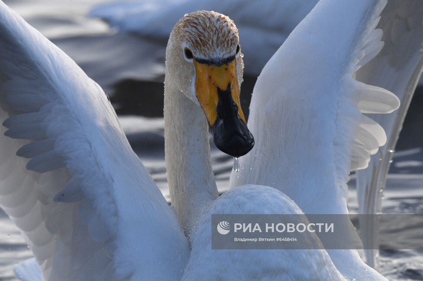 Зимовка лебедей в Алтайском крае