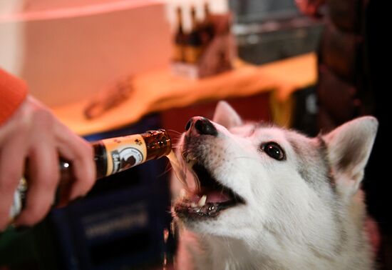Пиво для собак появилось в барах Москвы